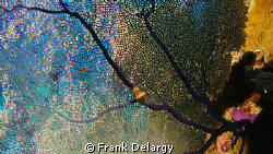 Flamingo Tongue on a Sea Fan. For this shot, the fan was ... by Frank Delargy 